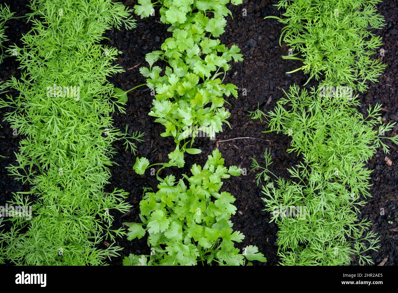 Fresh herbs, Coriander (Coriandrum sativum) and dill