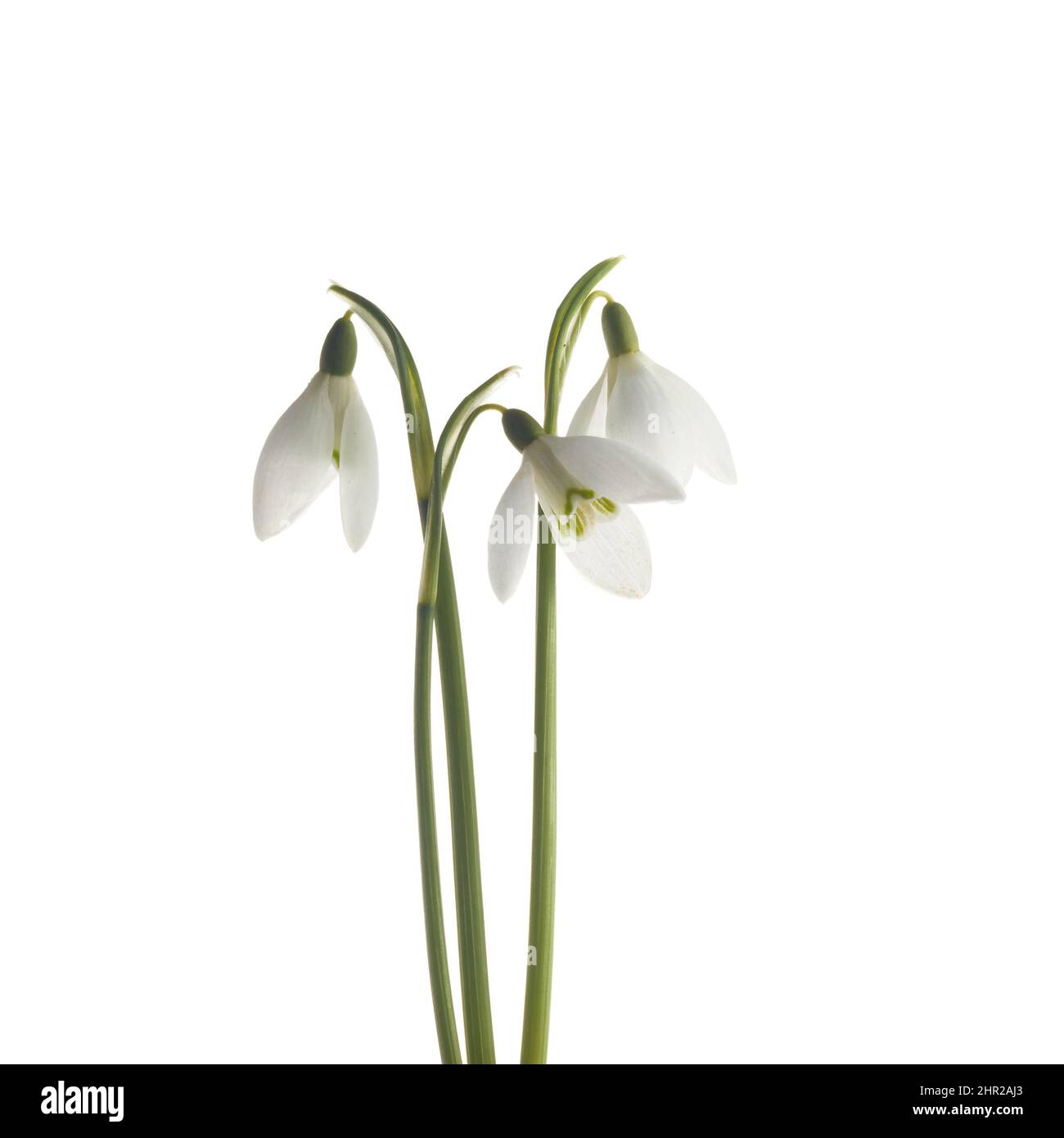 White Snowdrop flowers isolated on white background Stock Photo