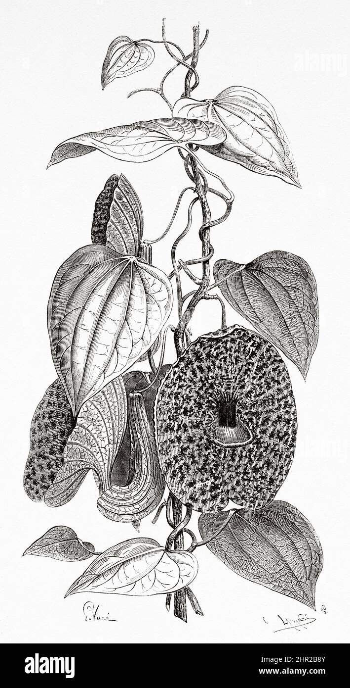 Aristolochia ringens is a species of perennial plant in the family Aristolochiaceae. It is found from Panama through Bolivia, Colombia and Venezuela. South America. Old 19th century engraved illustration from Journey to Colombia by Edward Francois Andre, Le Tour du Monde 1877 Stock Photo