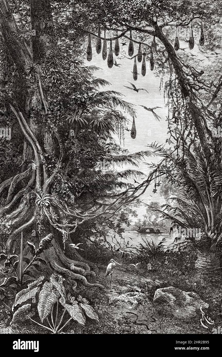 Magdalena river ficus and Yellow-rumped Cacique (Cacicus cela) nest, Colombia. South America. Old 19th century engraved illustration from Journey to Colombia by Edward Francois Andre, Le Tour du Monde 1877 Stock Photo