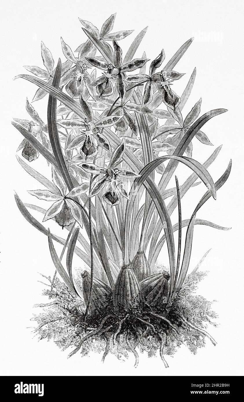 Odontoglossum epidendroides. Colombia. South America. Old 19th century engraved illustration from Journey to Colombia by Edward Francois Andre, Le Tour du Monde 1877 Stock Photo