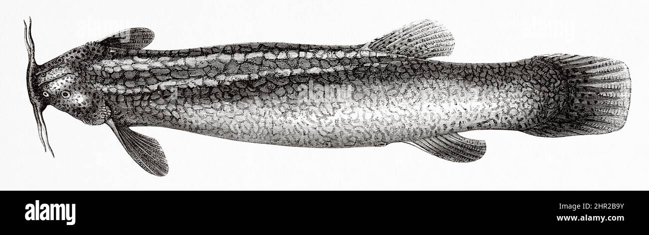 Eremophilus mutisii is a species of catfish, order Siluriformes, family Trichomycteridae. This fish is originates from the Bogotá River basin, which is a tributary of the Magdalena River. Colombia. South America. Old 19th century engraved illustration from Journey to Colombia by Edward Francois Andre, Le Tour du Monde 1877 Stock Photo