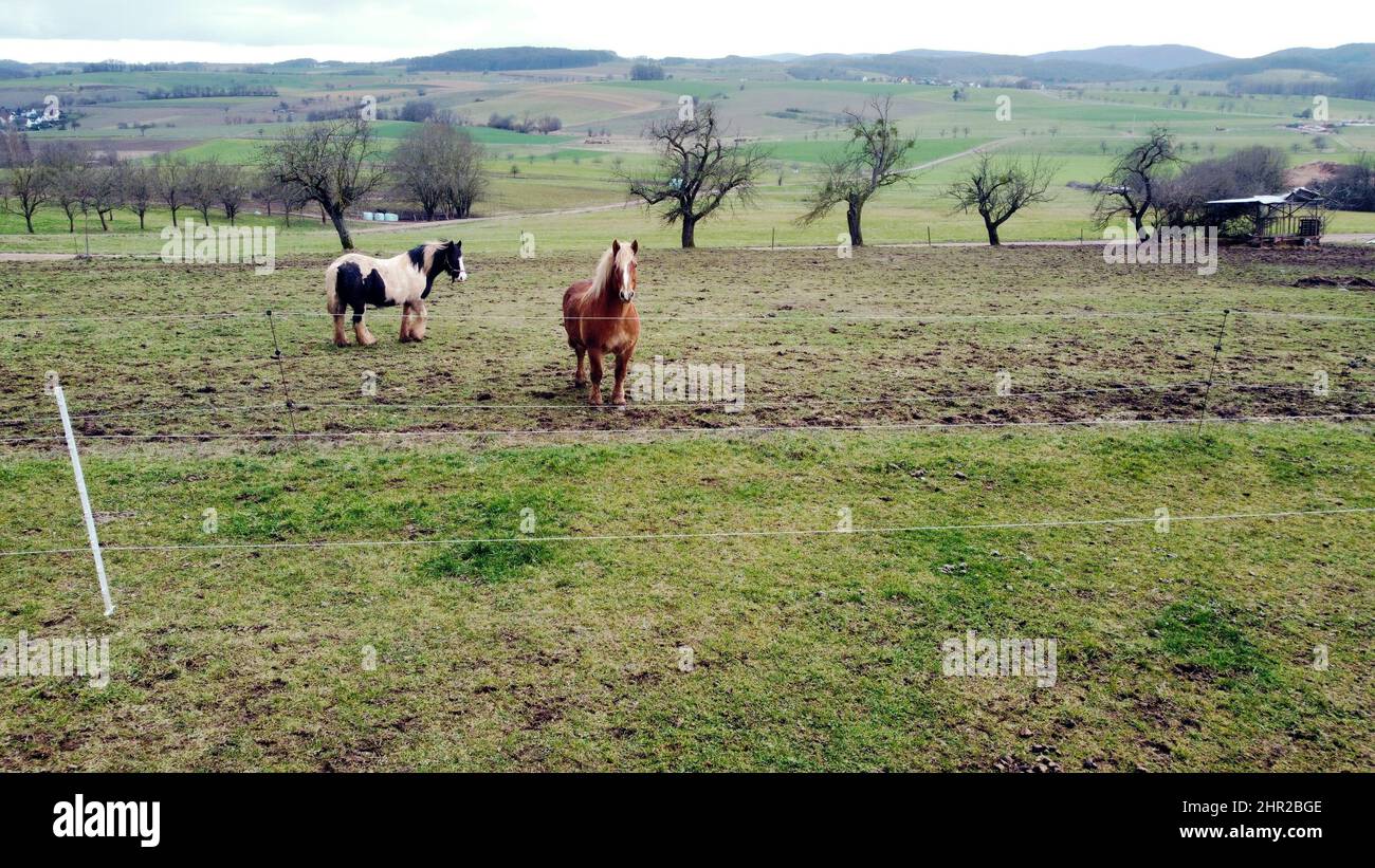 Two horses in the paddock drone foto Stock Photo