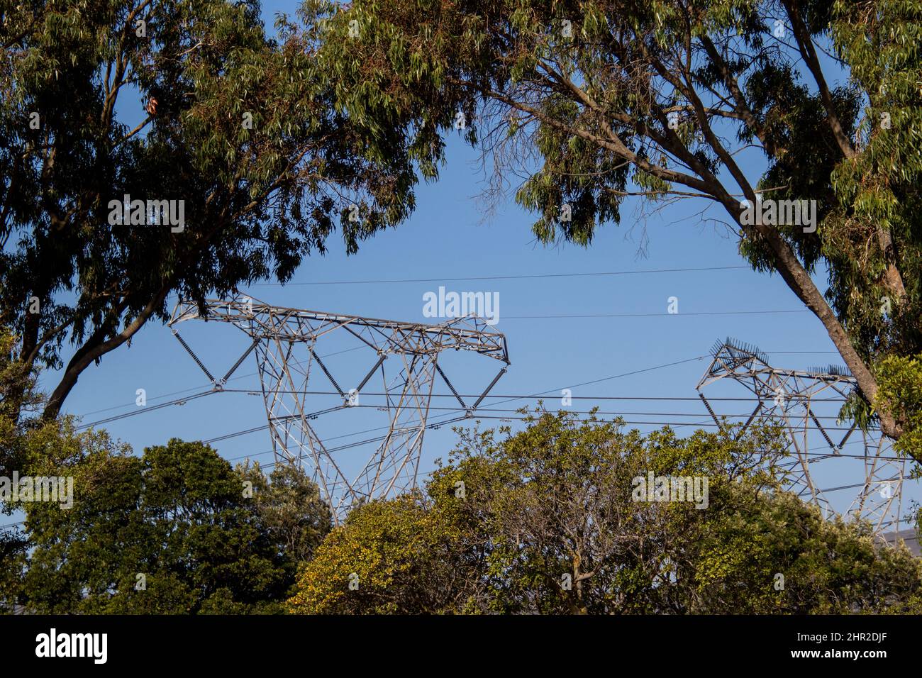 Cape Town, South Africa electricity pylons framed by green trees