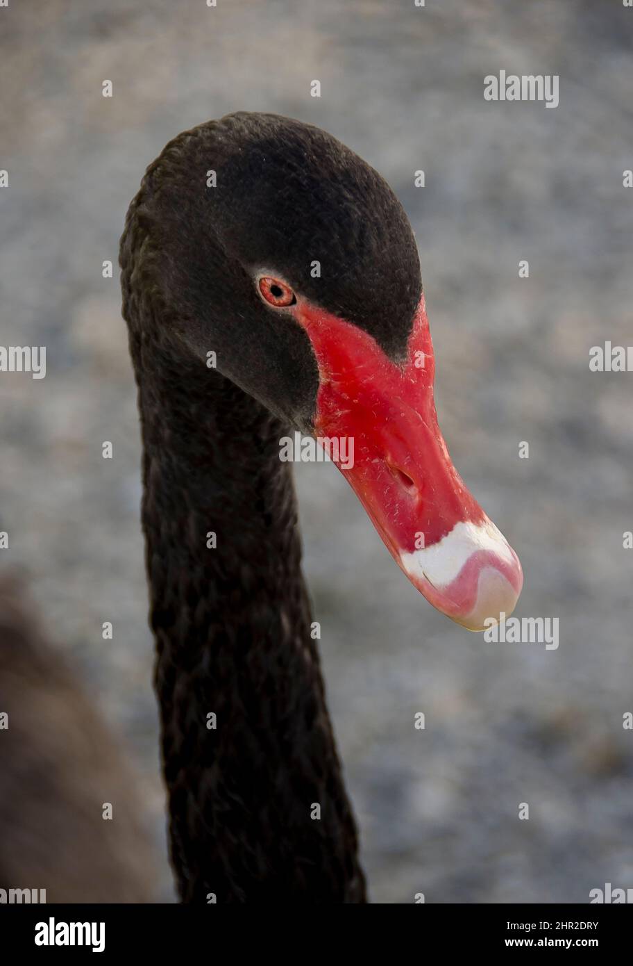 Head and neck portrait of a wild Australian black swan, Cygnus atratus, swimming in lake in Queensland, Australia. Red and white bill, brown eyes. Stock Photo