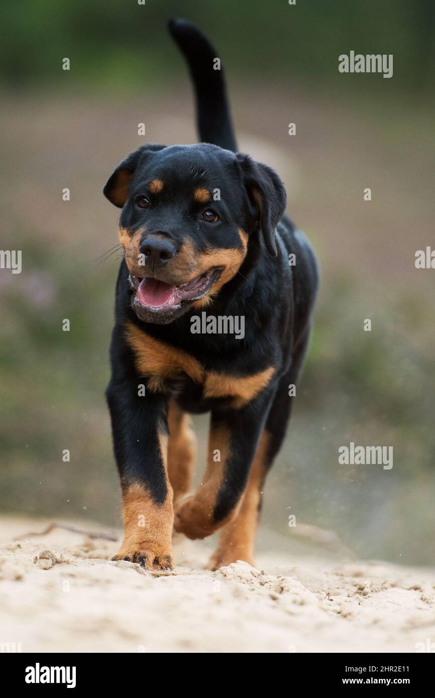 Are Rottweilers Good Running Dogs