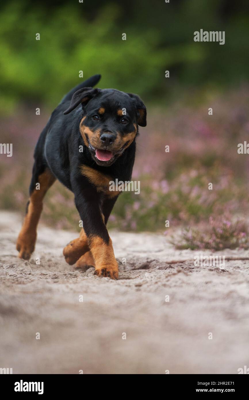 Dog Run Rott Running rottweiler puppy hi-res stock photography and images - Alamy