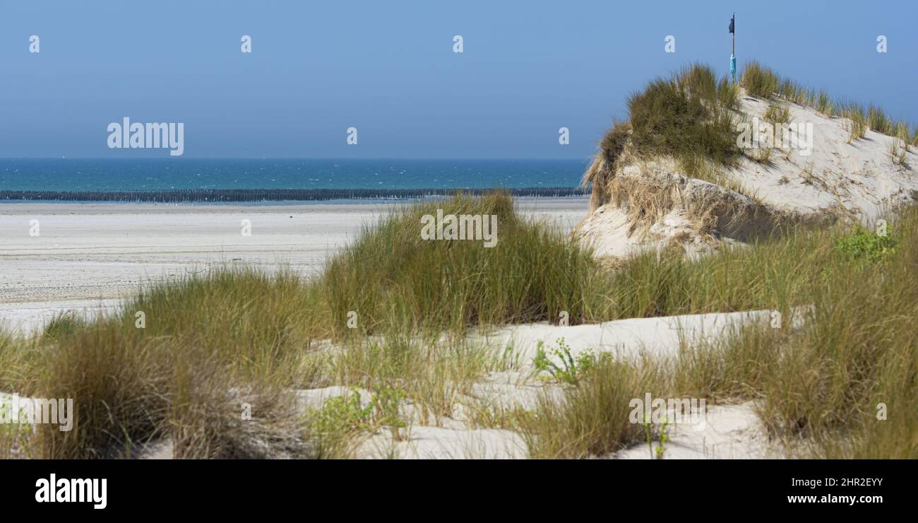 Les moules de bouchots entre le Crotoy et Quend plage, les dunes et les oyas en bord de mer Stock Photo