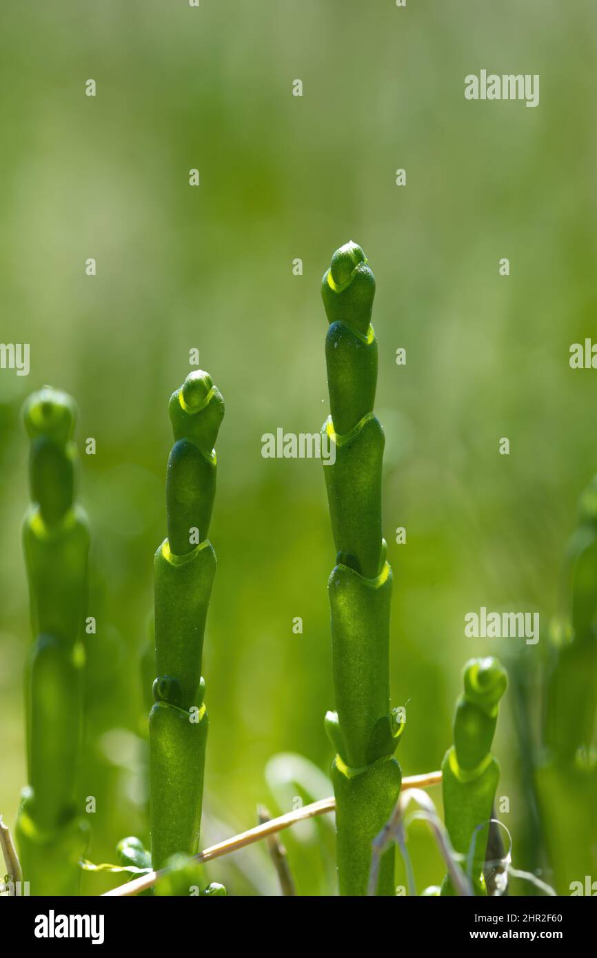 pousses de Salicornes de la baie de Somme, le Crotoy, Le Hourdel, Saint
