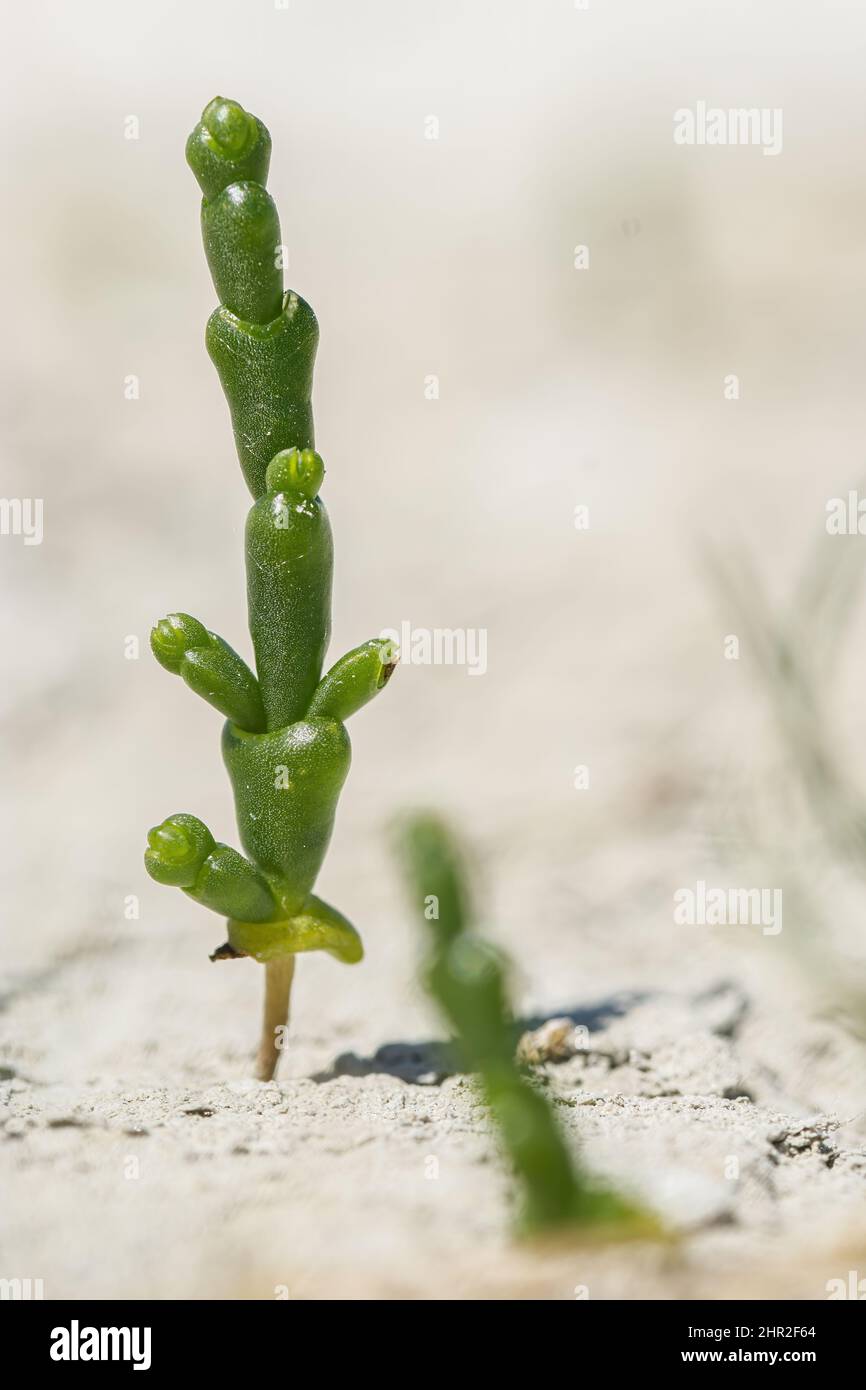 Cornichon de mer hires stock photography and images Alamy
