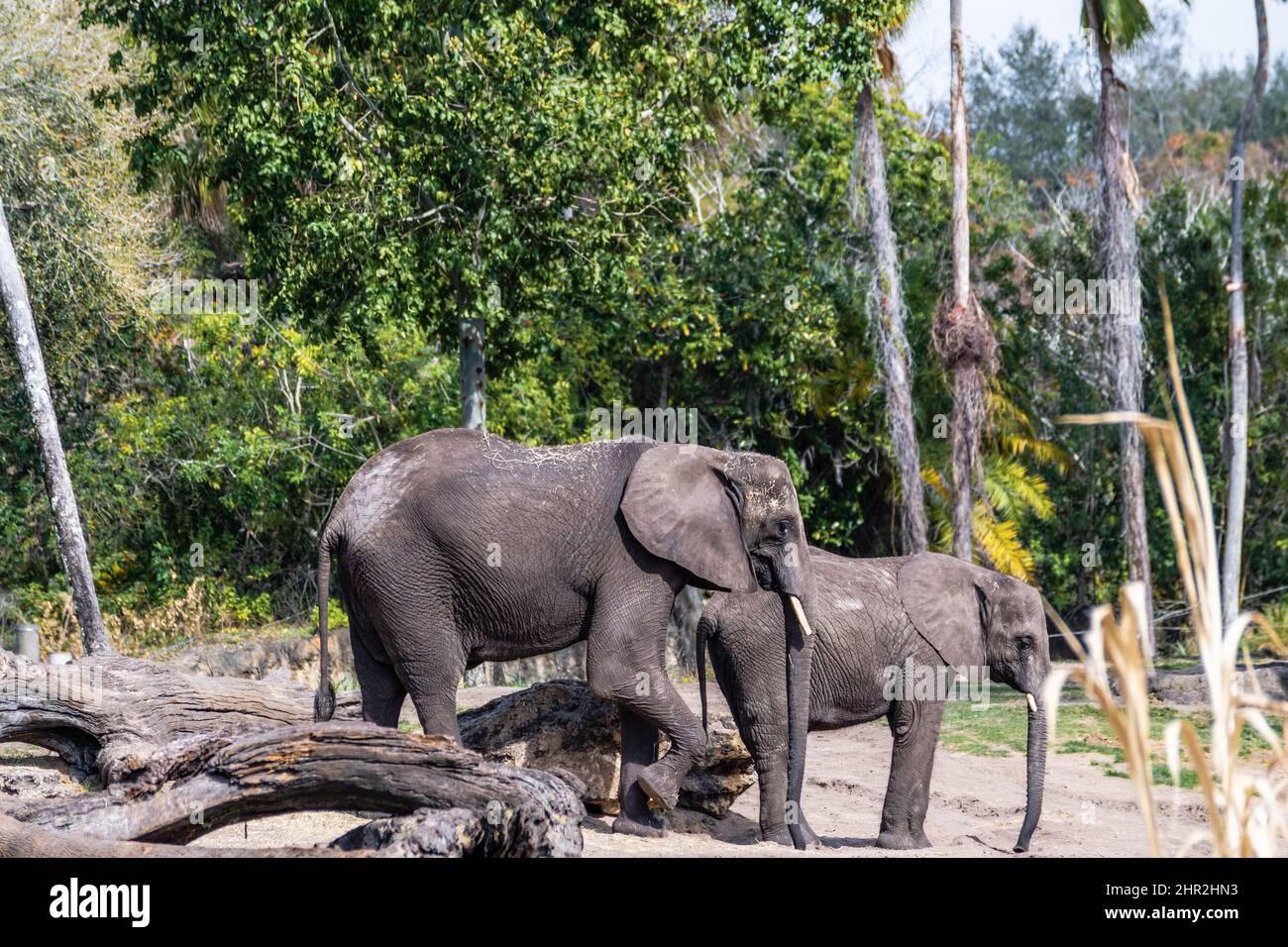 Two African Elephants Getting Prepared for Mating Stock Photo