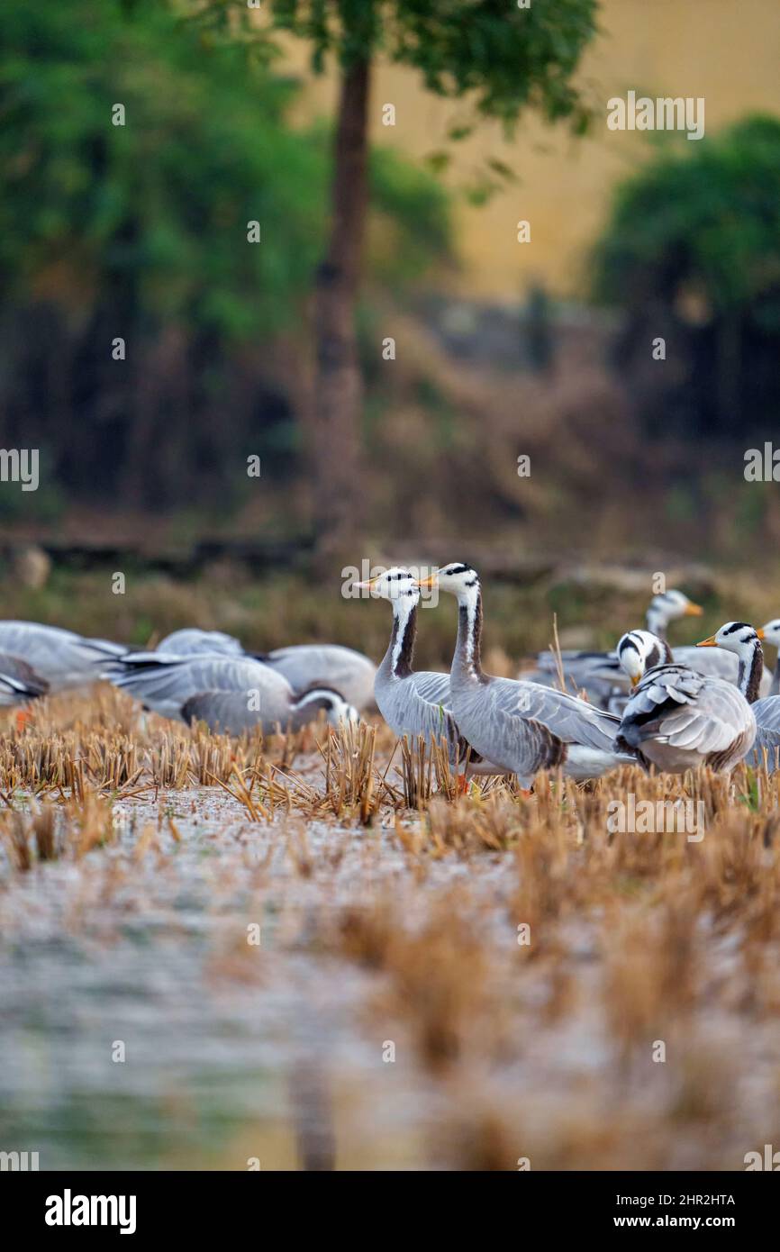 Bar Headed goose in their natural habitat. The grey colored bird is know for the extreme altitudes it reaches when migrating across the Himalayas Stock Photo