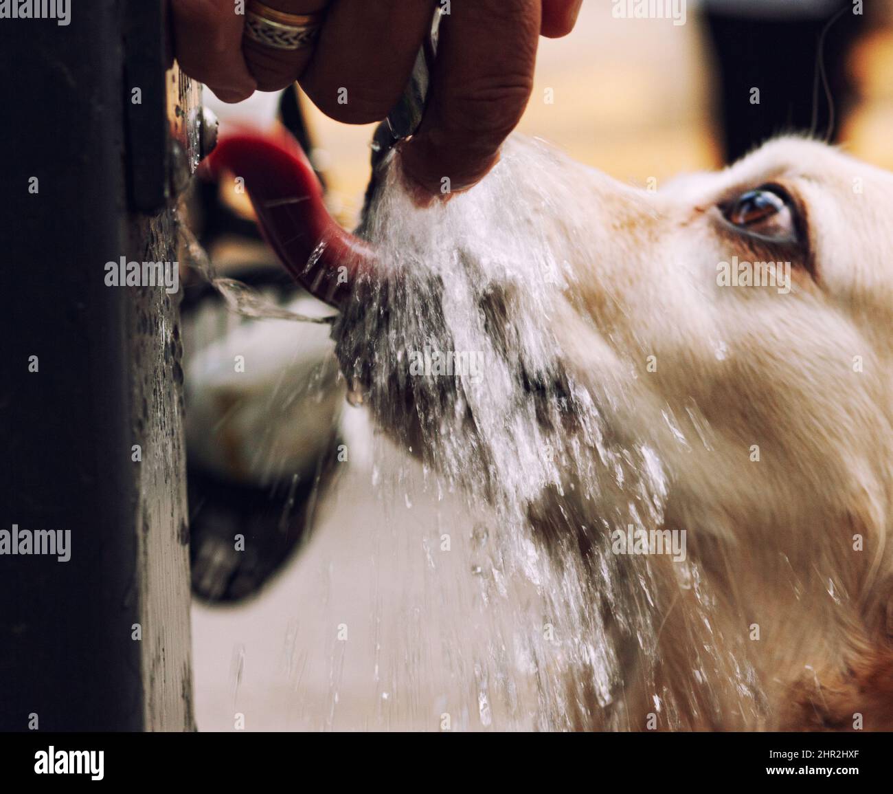 Detail of a dog drinking from a fountain Stock Photo Alamy
