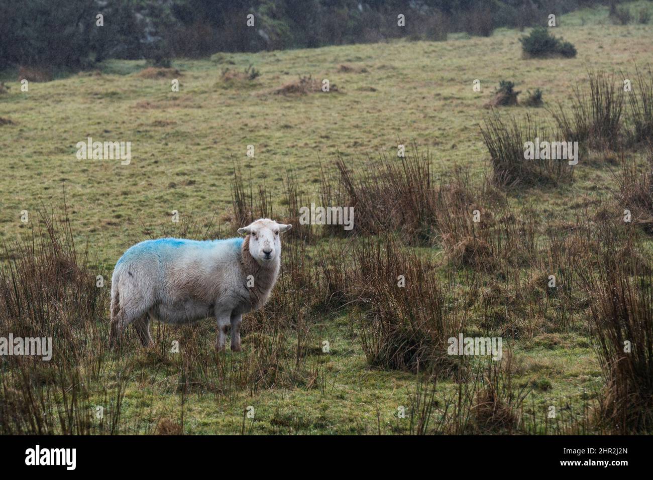 Sheep grazing in cold wet miserable weather on Bodmin Moor in Cornwall. Stock Photo