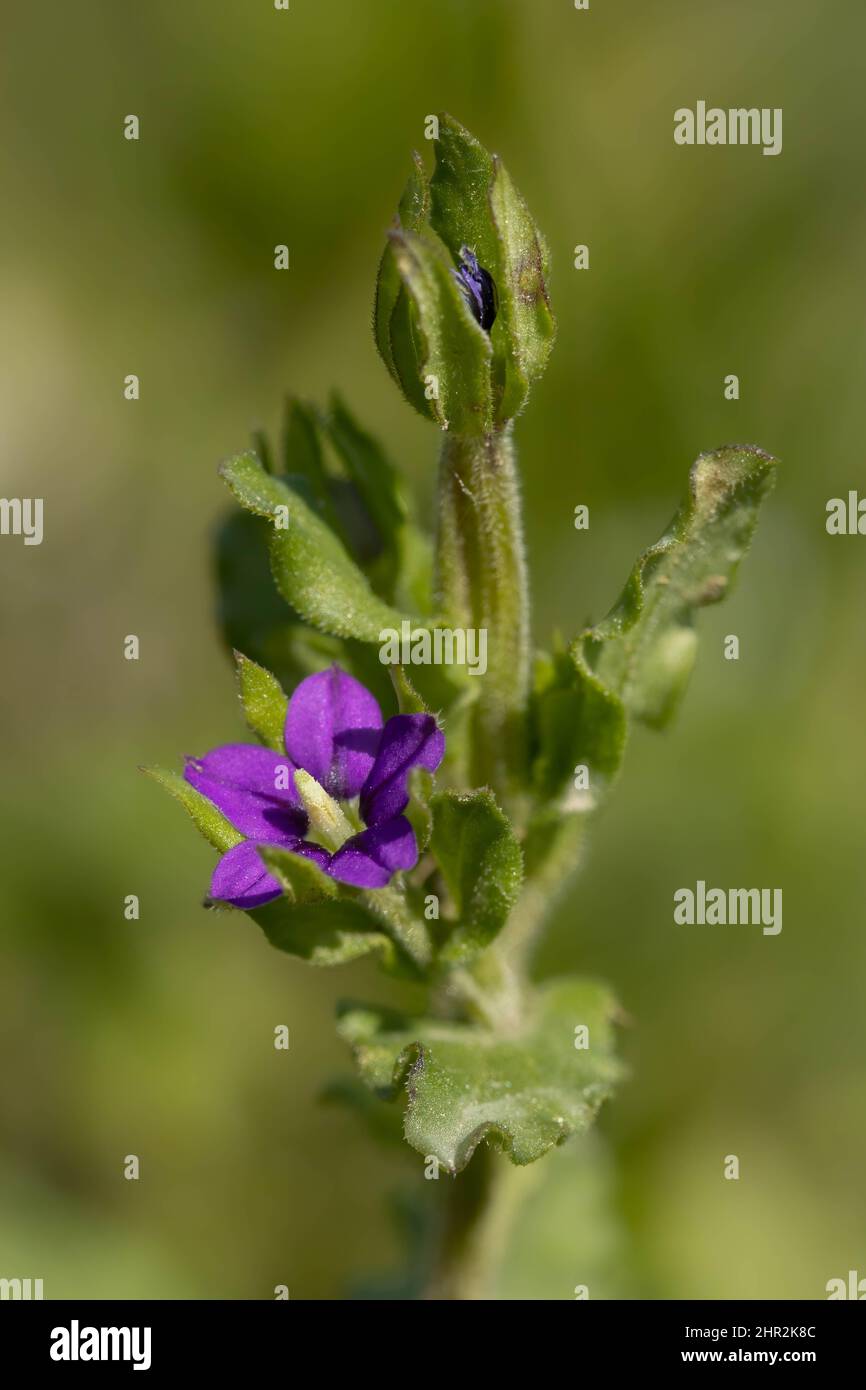 Legousia hybrida, Norfolk, UK Stock Photo Alamy