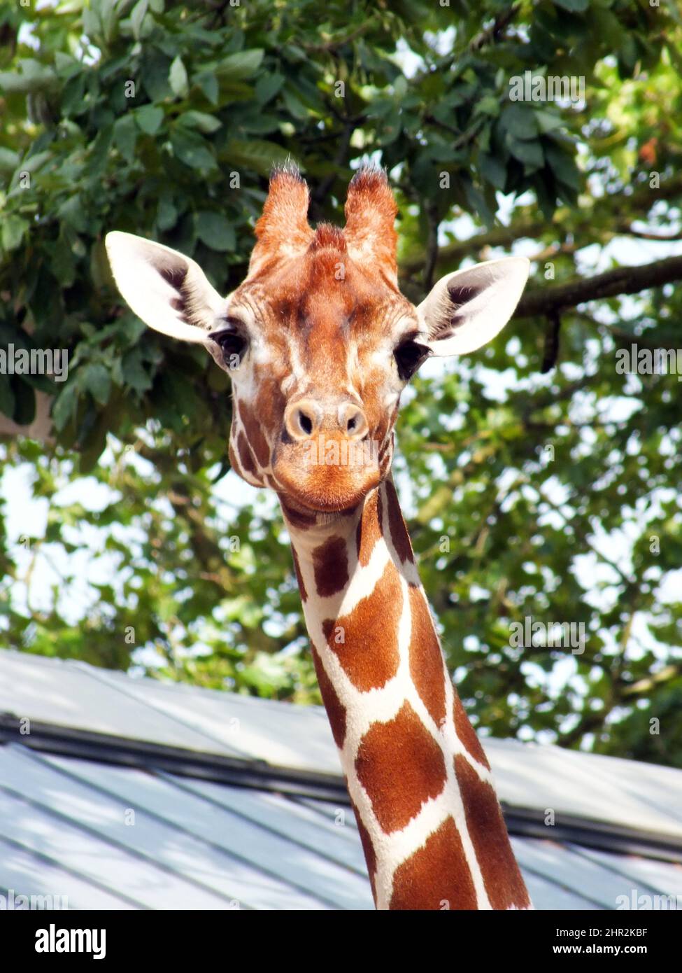 Giraffe close up photo in a zoo with green leaves background, cute happy giraffe face shot portrait image Stock Photo