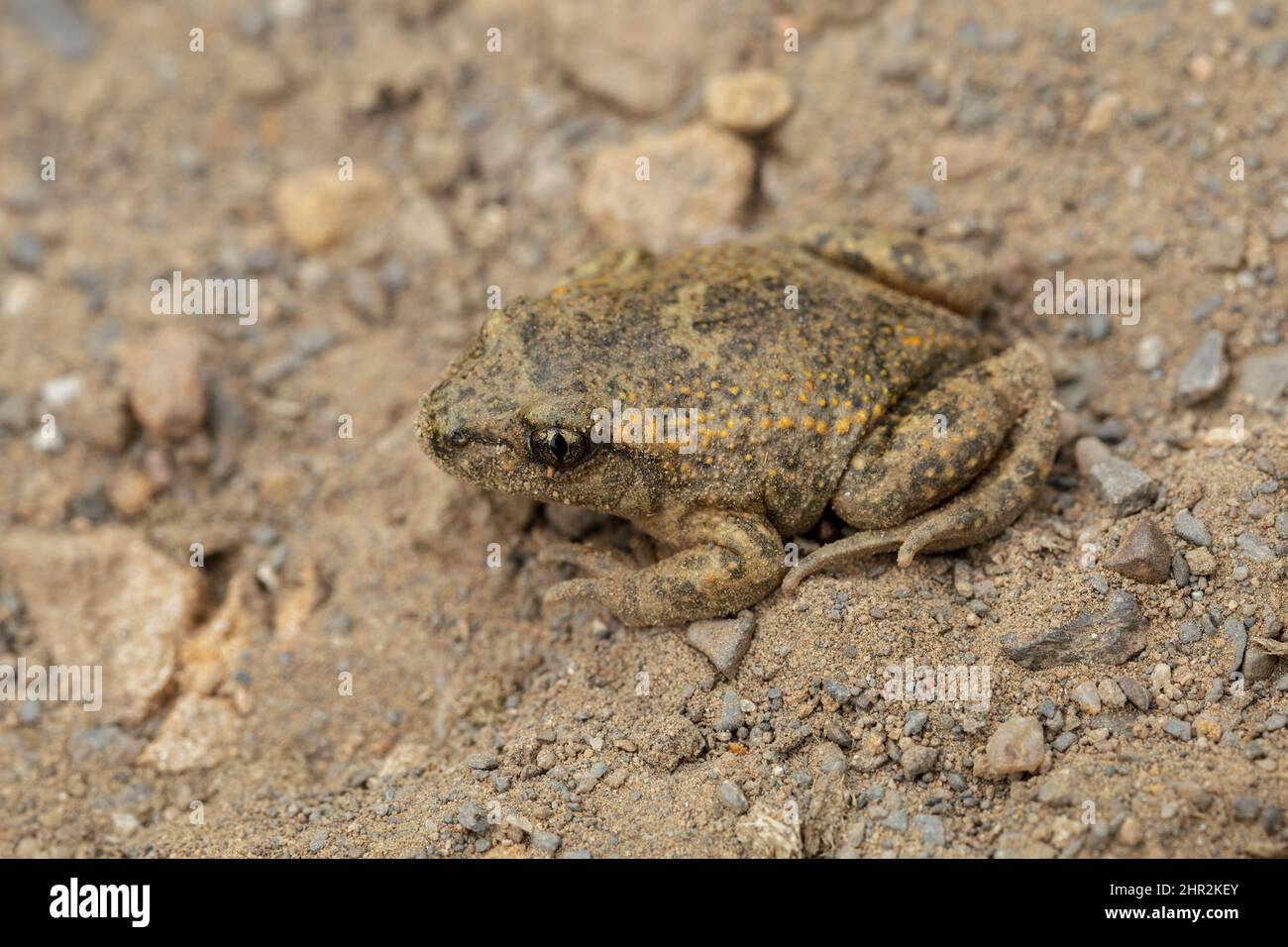 Common Midwife Toad (Alytes obstetricans), Piedrafita, Spanish Pyrenees ...