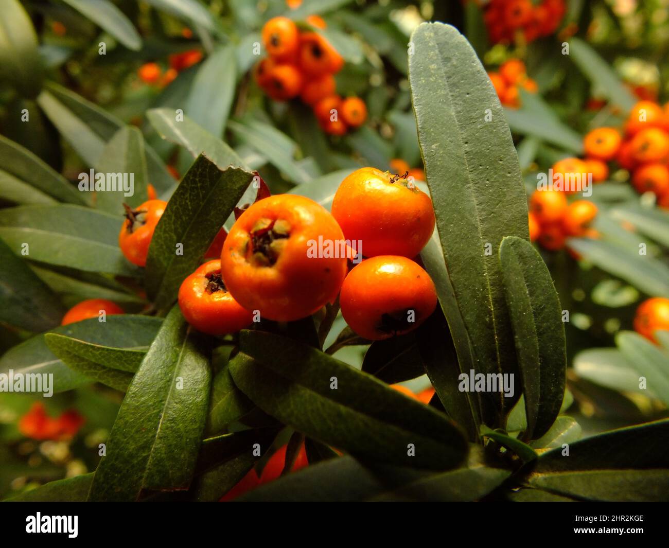 Hawthorn fruit with green leaves background, small raw pome fruits, little orange product, quickthorn, thornapple, May-tree, whitethorn, hawberry Stock Photo