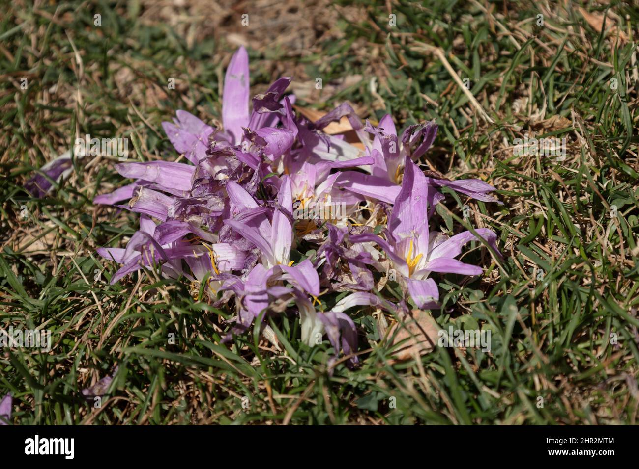 Pyrenean Saffron (Colchicum montanum), Biescas, Spanish Pyrenees Stock Photo