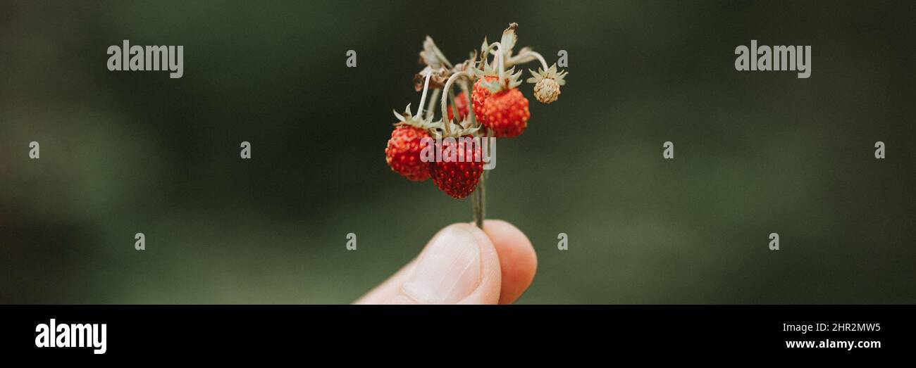 noisy grainy effect photo of sprig of wild berry strawberries in man's hand holds. male fingers holding and harvesting twig forest red berries. foragi Stock Photo