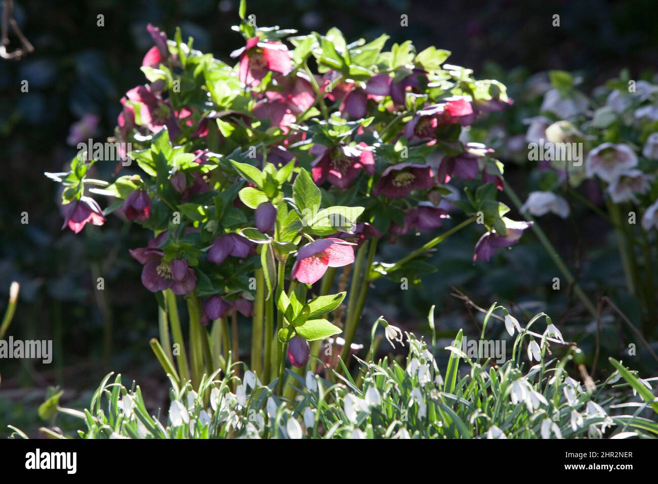 Sunny but cold weather in February, winter flowers illuminated in a London garden. Snowdrops and hellebores give interest to a late winter flowerbed. Stock Photo