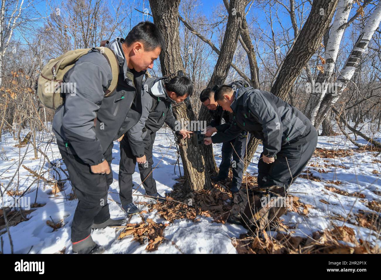 (220225) -- CHANGCHUN, Feb. 25, 2022 (Xinhua) -- Park rangers adjust a ...