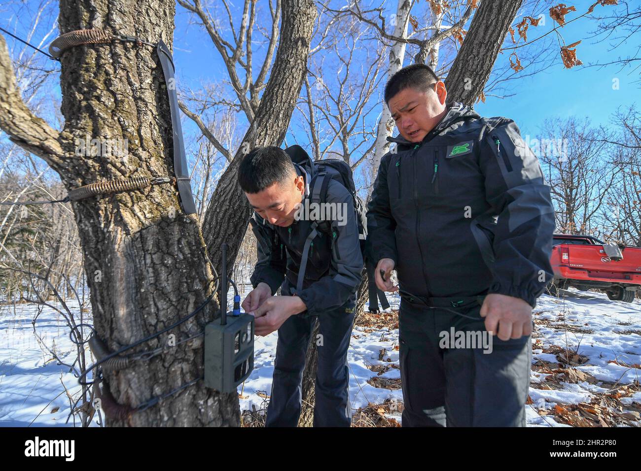 (220225) -- CHANGCHUN, Feb. 25, 2022 (Xinhua) -- Park rangers adjust a ...