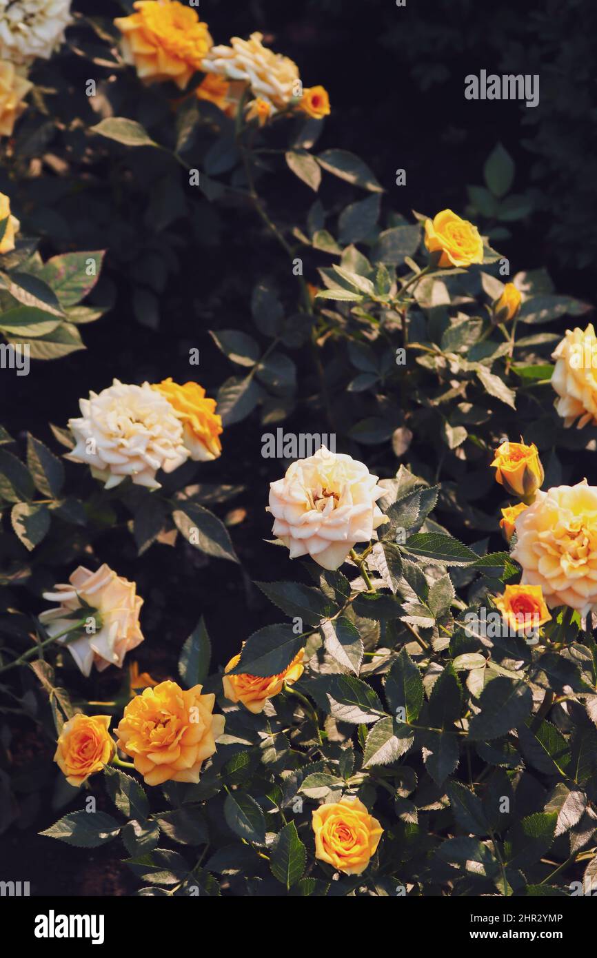 white & orange roses in garden Stock Photo - Alamy