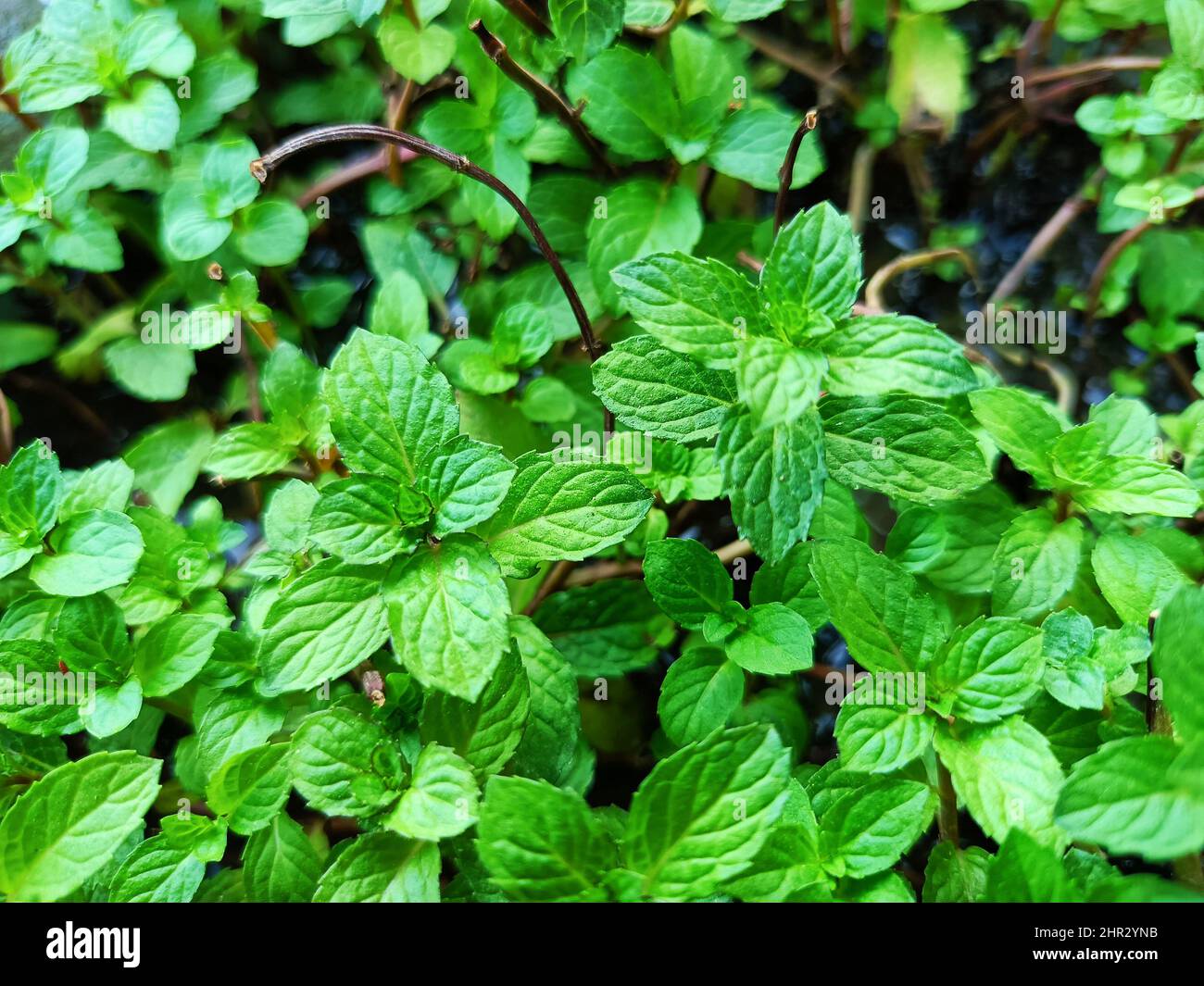 Mint plant leaves peppermint plant green mint plant leaf Stock Photo