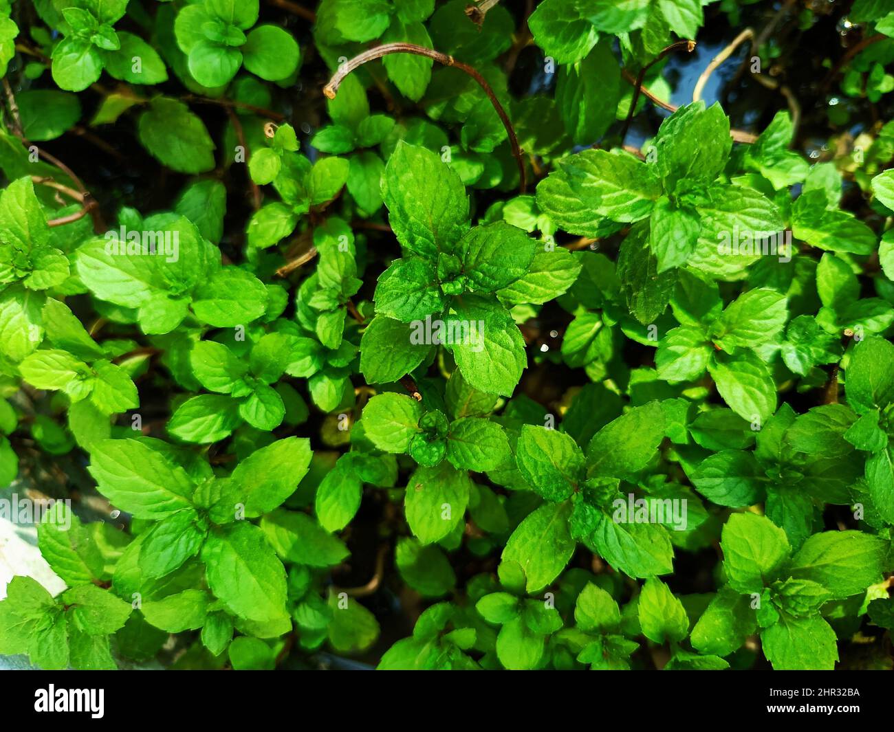 Mint green plants mint leaf peppermint plant Stock Photo Alamy