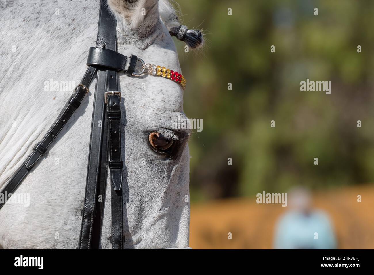 Detail of the eye of spanish horse in dressage Stock Photo