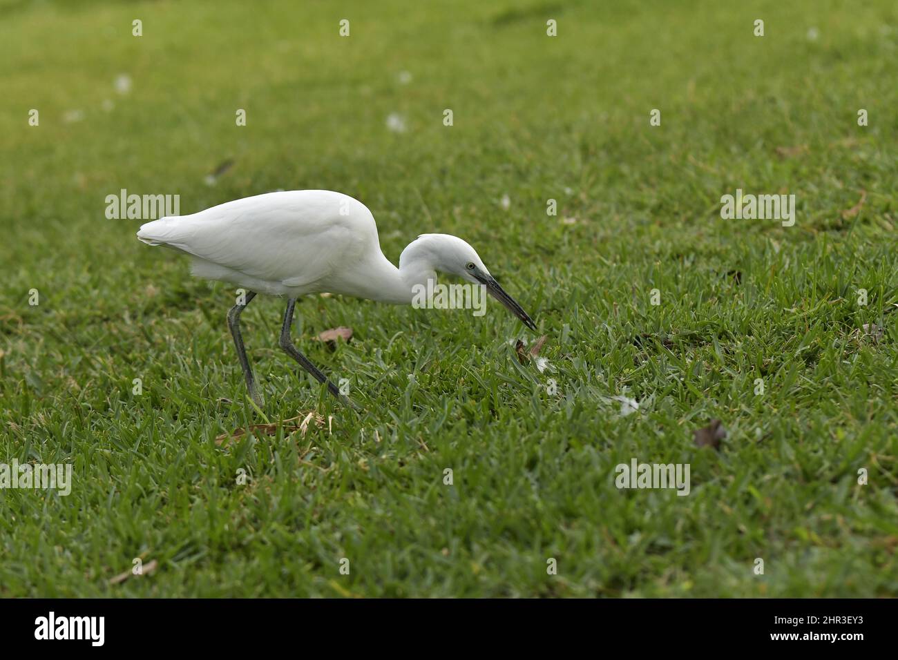 Little egret (Egretta garzetta) hunting on grass, Santa Catarina park in Funchal Madeira Portugal. Stock Photo