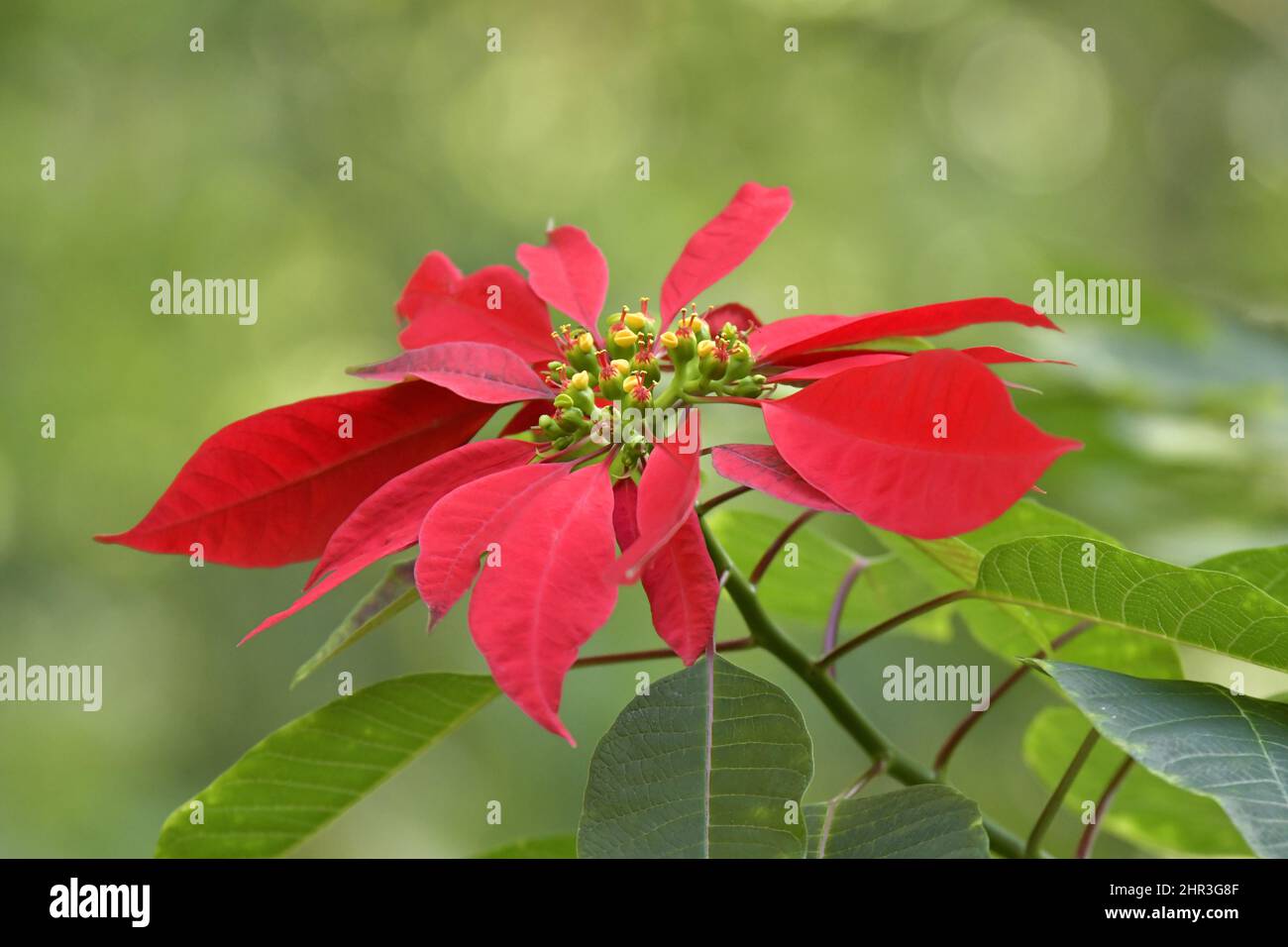 Photoperiodism hi-res stock photography and images - Alamy