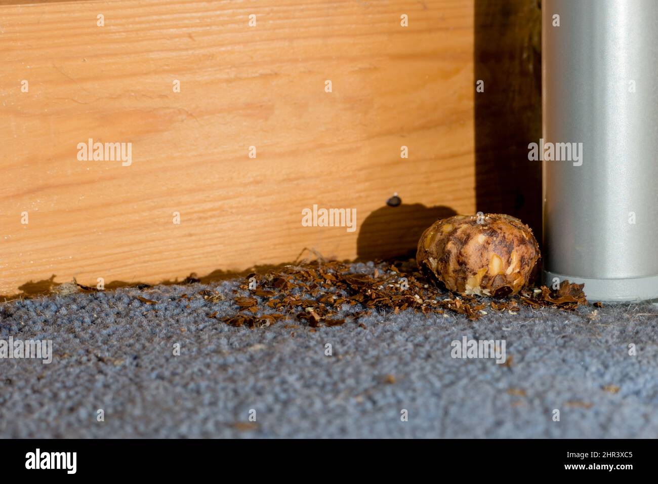 Remnants of a conker hidden beneath a bookcase, nibbled on by mice Stock Photo