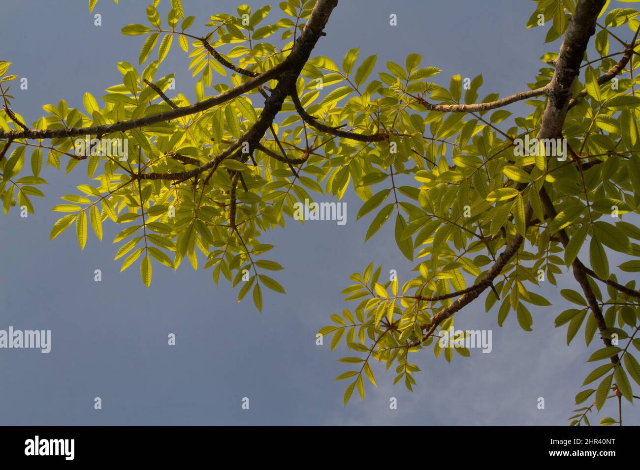 Black dammer tree is also called frankincense, under a bright blue sky Stock Photo