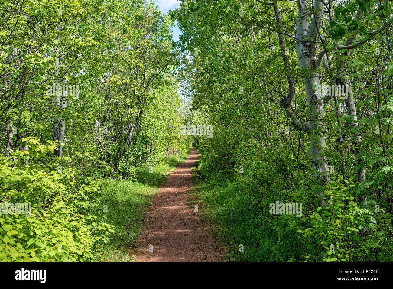 Hiking trail meandering through the forest. Stock Photo