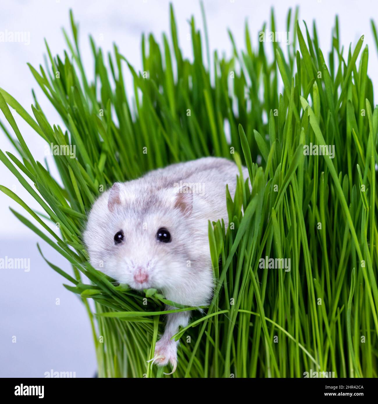 Djungarian hamster sits in green grass close-up. Stock Photo