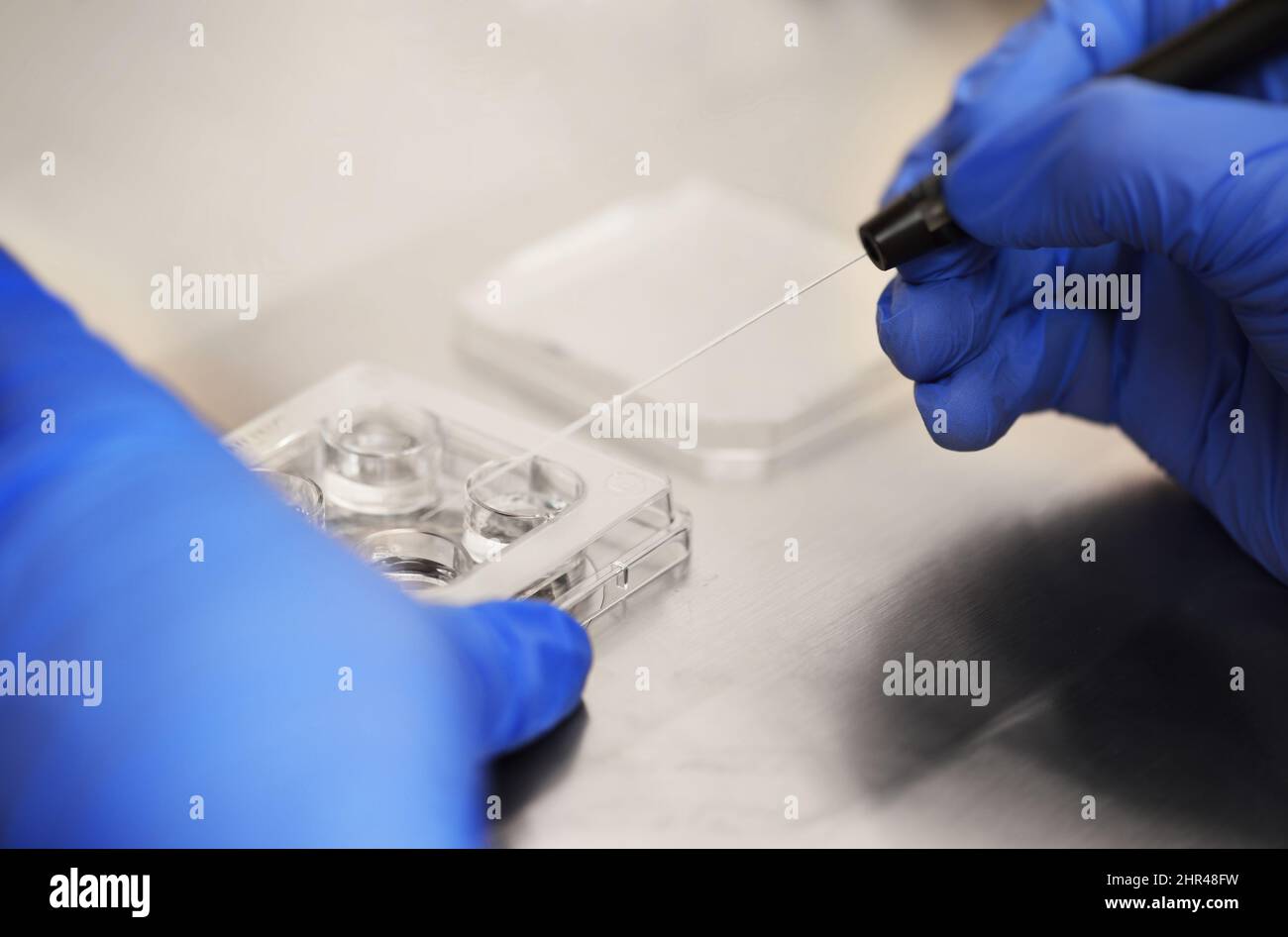 process of artificial insemination of an egg in an IVF clinic. Stock Photo