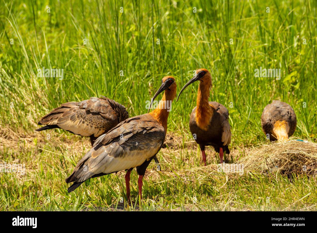 Goiânia, Goias, Brazil – February 24, 2022: heristicus caudatus. Four birds in the middle of the grass feeding. Stock Photo