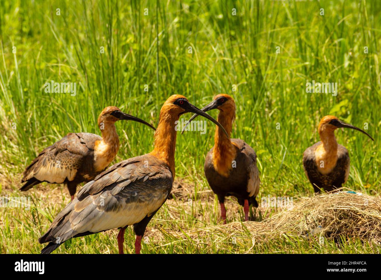 Goiânia, Goias, Brazil – February 24, 2022: heristicus caudatus. Four birds in the middle of the grass feeding. Stock Photo