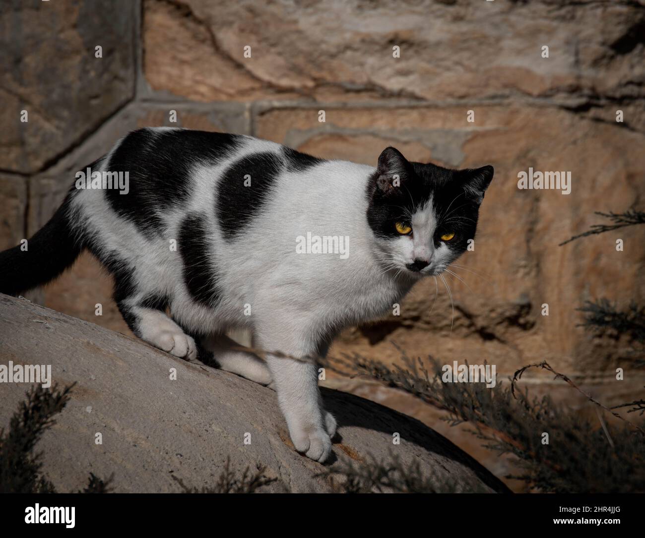 Black and white cat walking on rocks outdoors Stock Photo - Alamy