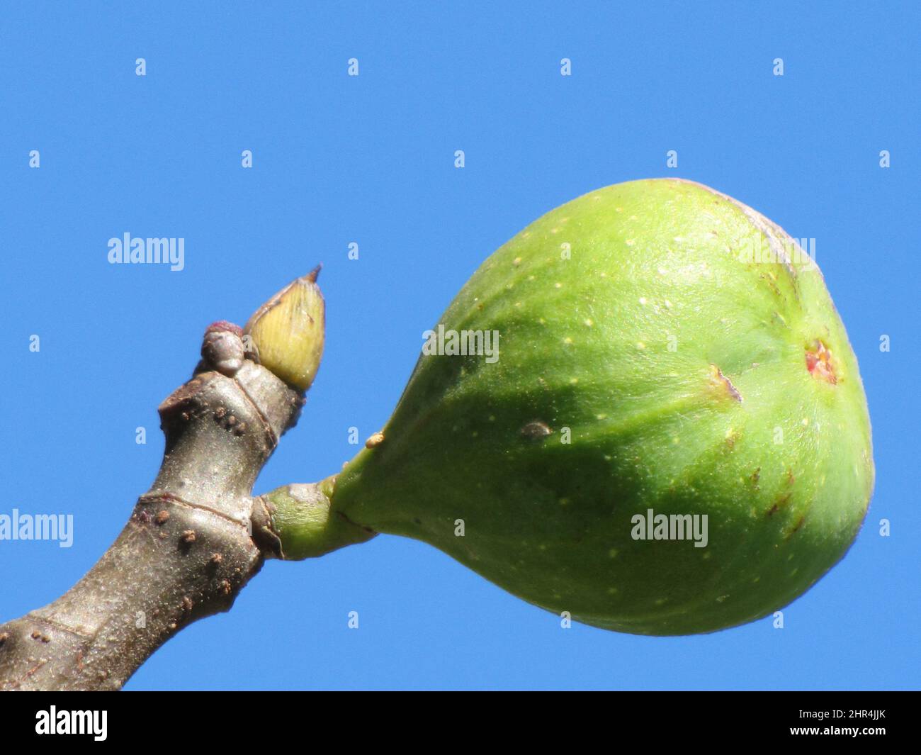 Green fig on the branch of the tree with blue sky background Stock ...
