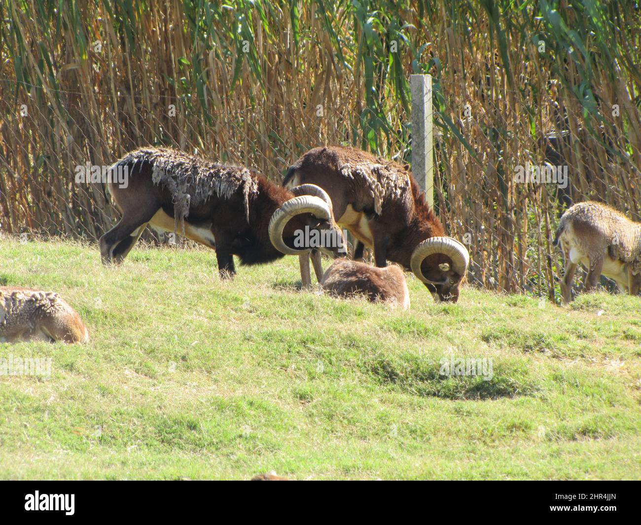 Wild sheep, Rams with horns eating grass with reeds in the background in the sun Stock Photo