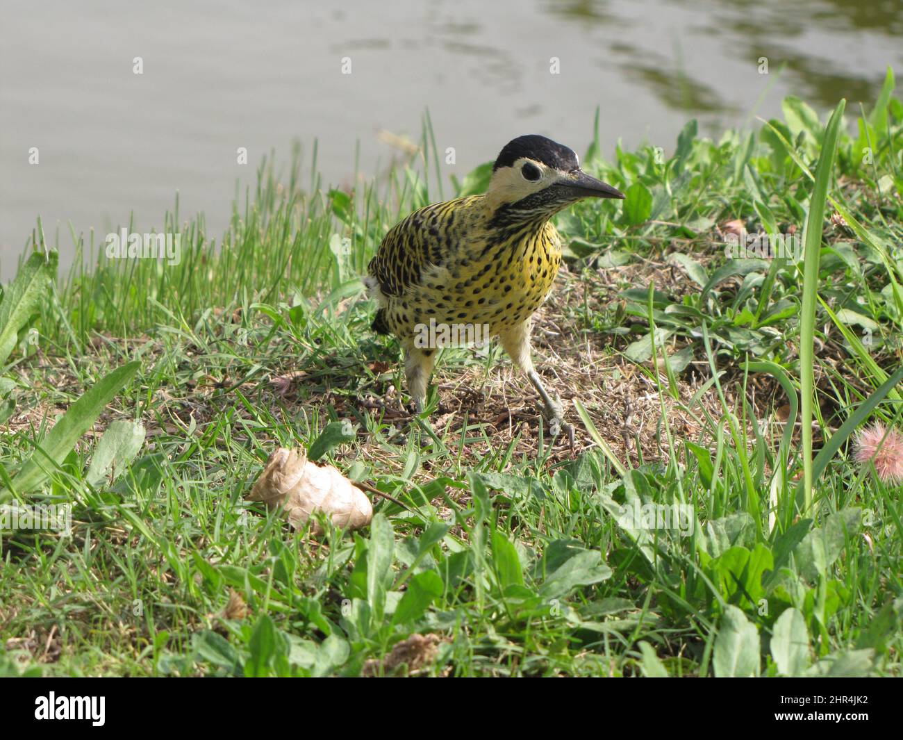 Woodpecker, picidae, bird with yellow chest and black spots next to the