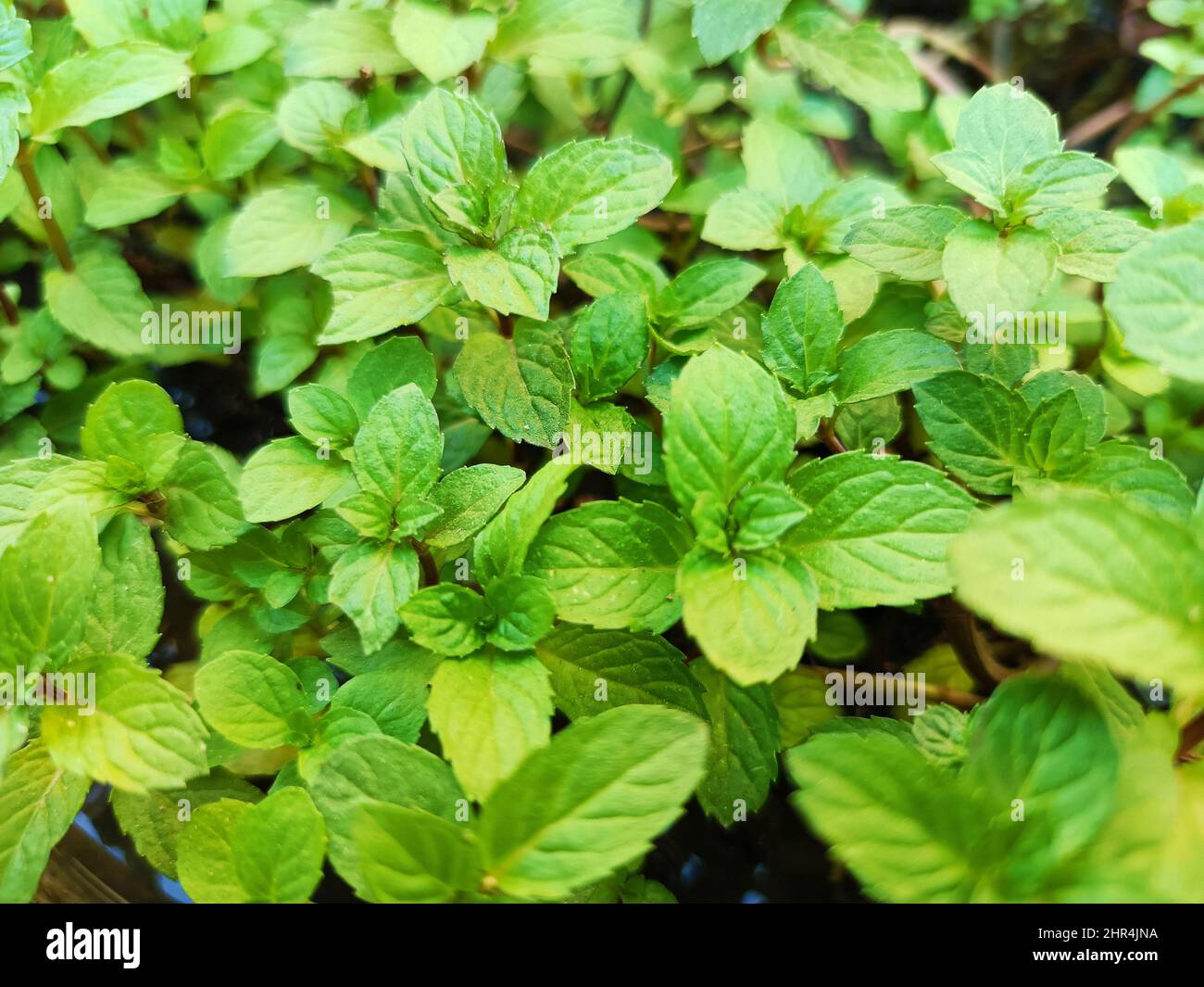 Peppermint plant fresh green leaf plant mint plant vegetable mint leaf