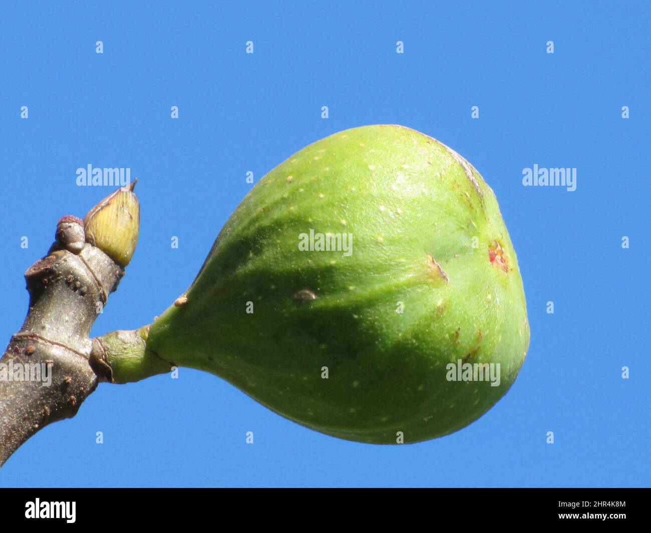 Green fig on the branch of the tree Stock Photo Alamy