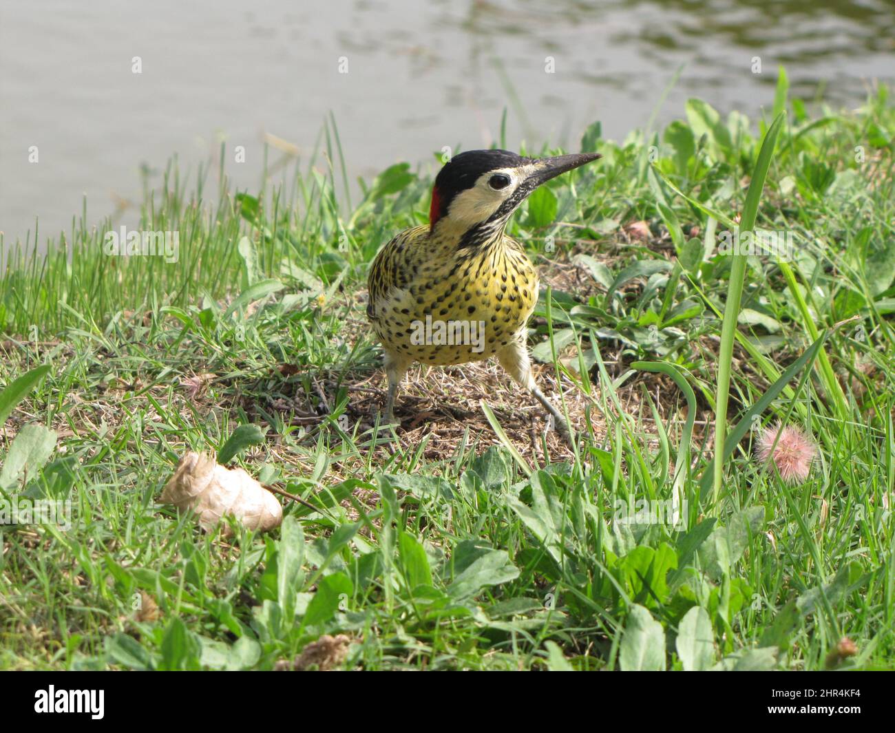 Woodpecker, picidae, bird with yellow chest and black spots next to the