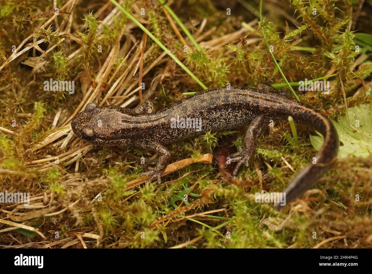 Closeup on a brassy colored juvenile o the Hokkaido salamander, Hynobius retardatus Stock Photo