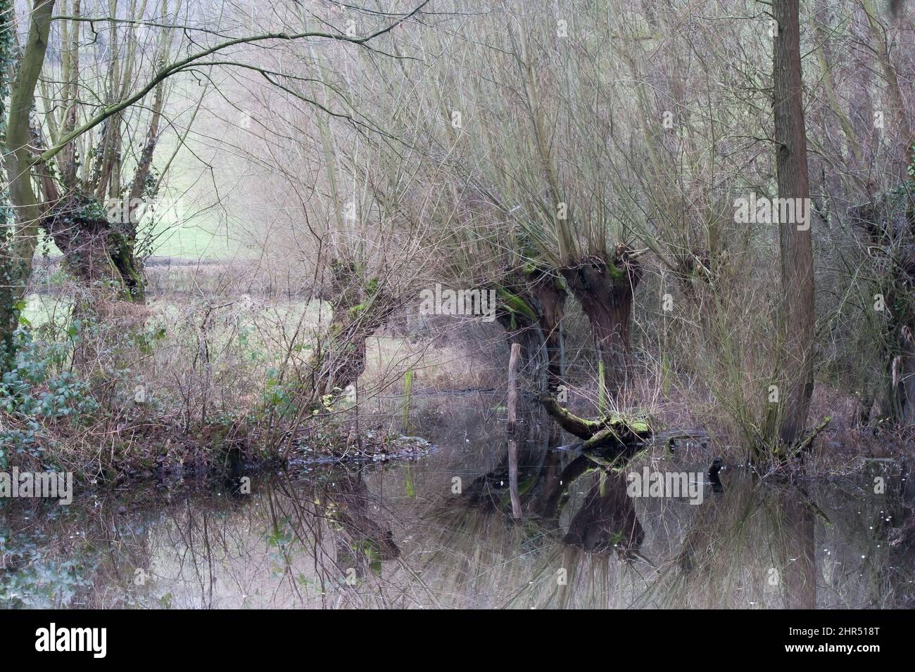 Dried trees beautiful river hi-res stock photography and images - Alamy