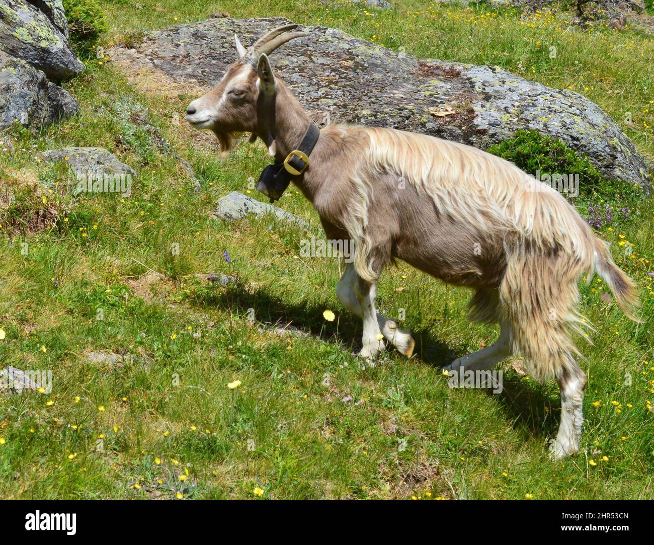 Goats in Ulten Valley in Southtyrol Stock Photo